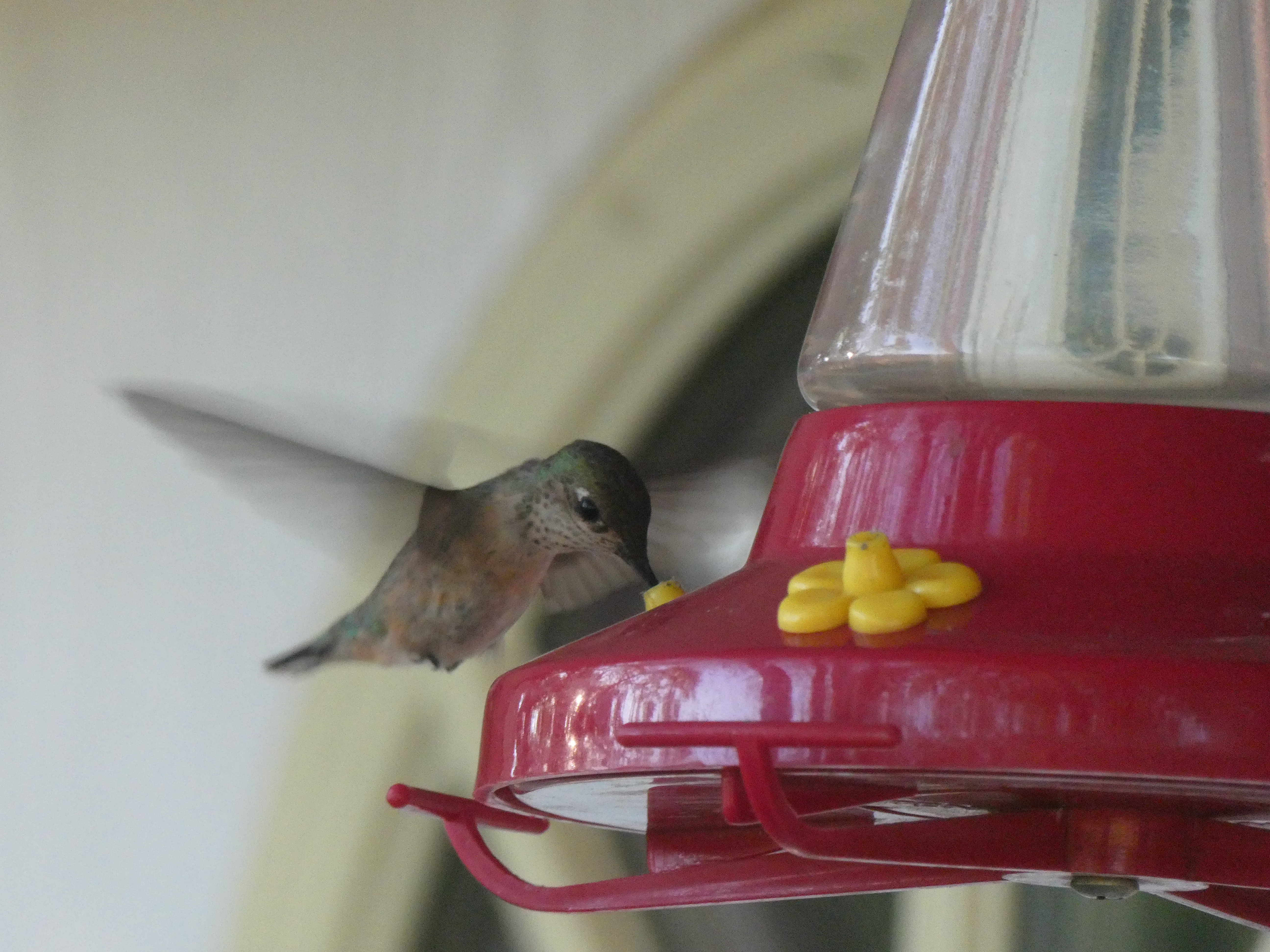Calliope feeding